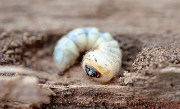 Pequeño gusano de la madera — Foto de Stock