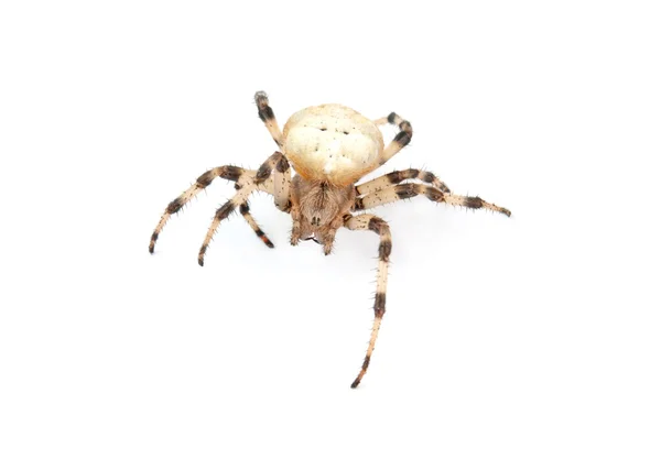 Людина-павук ізольовані — стокове фото