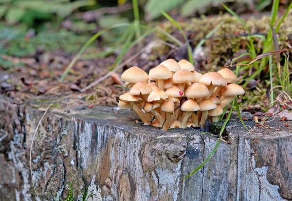 Fungi grows — Stock Photo, Image