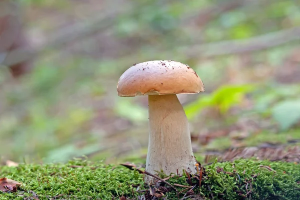 Mushroom in forest — Stock Photo, Image