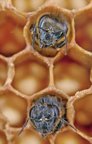 Zwei Yong-Bienen — Stockfoto