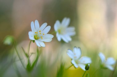 Yakın mesafedeki küçük çiçekler çok güzeldir.