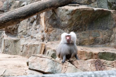portre yetişkin erkek Hamadryas babunu Papio hamadryas