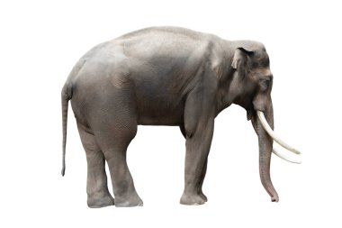 Yürüyen fil beyazda izole edilmiş. Afrika fili üniformalı beyaz bir arka planda izole edilmiş.