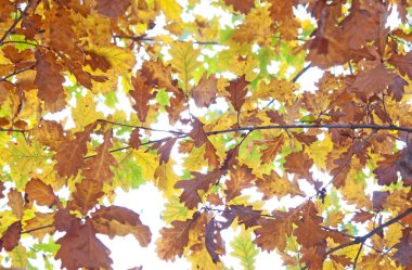 Sonbahar bir arka plan