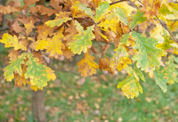 A autumn background — Stock Photo, Image