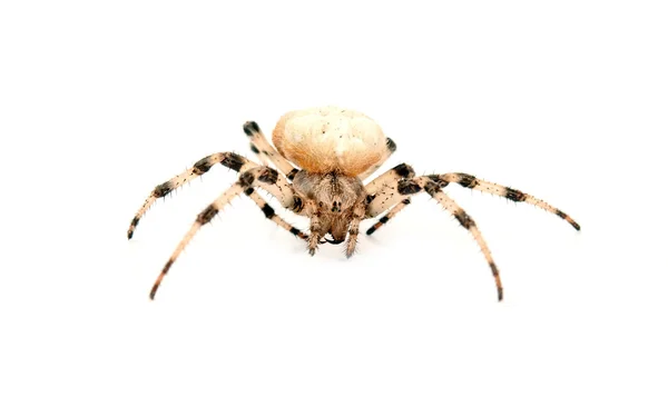 Uma aranha cruzada — Fotografia de Stock
