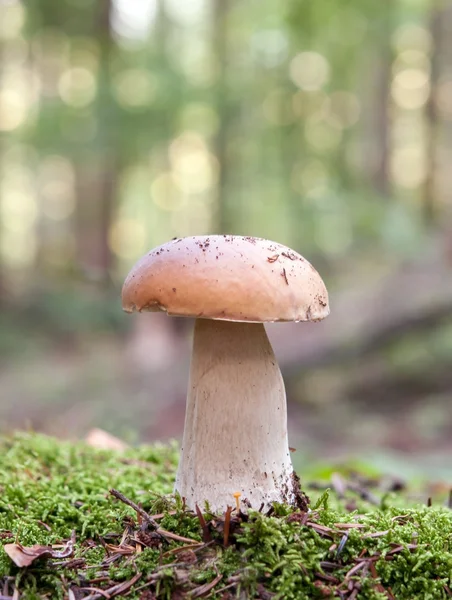 Mushroom in forest — Stock Photo, Image