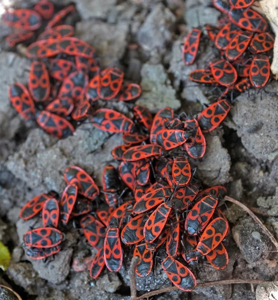 Pyrrhocoris close up — Stock Photo, Image