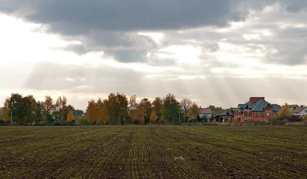 A winter wheat — Stock Photo, Image