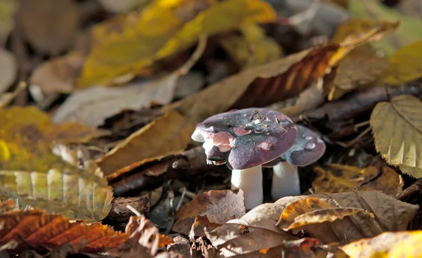 Mushroom in forest — Stock Photo, Image