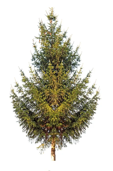A pine tree — Stock Photo, Image