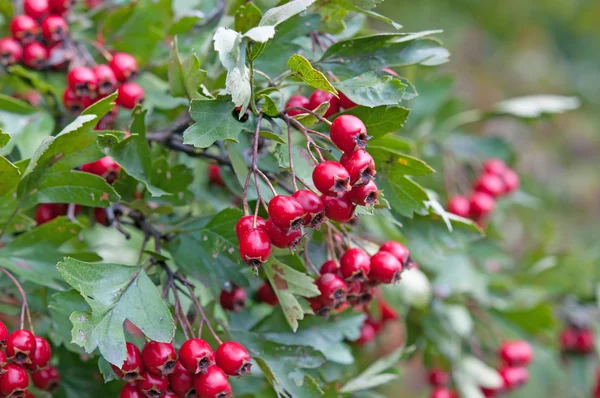 Ένα ώριμο hawthorn — Φωτογραφία Αρχείου