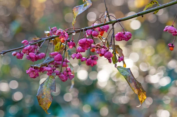 Uma árvore de flores — Fotografia de Stock