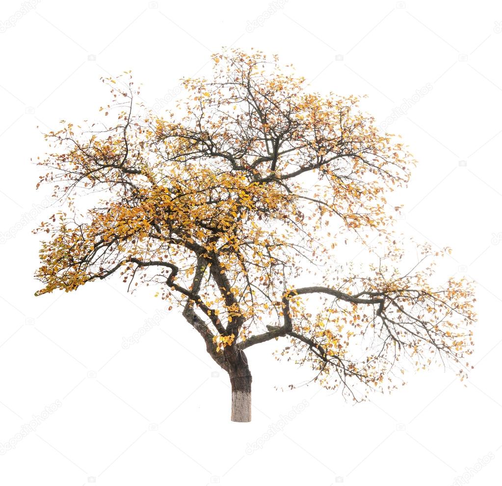 a autumn tree