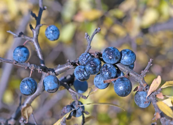 Kuru bir karaçalı — Stok fotoğraf