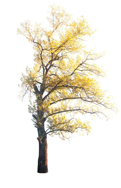 Ein Herbstbaum — Stockfoto