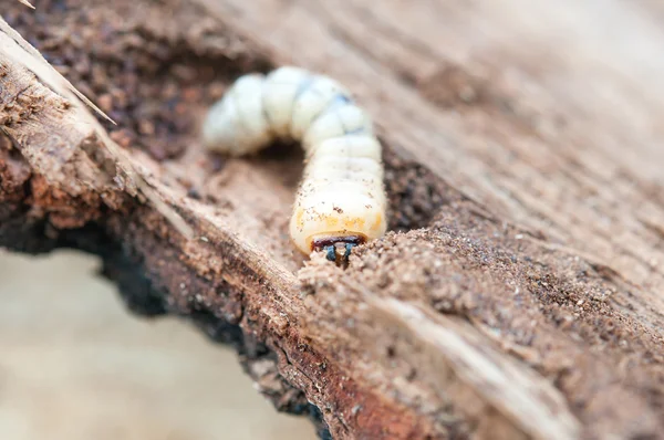 En liten woodworm — Stockfoto