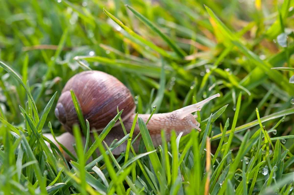 Snail in grass — Stock Photo, Image