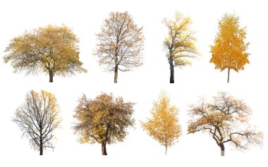 sonbahar ağaç izole