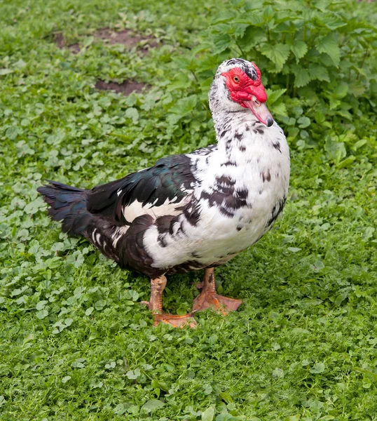 Velká kachna pižmová — Stock fotografie