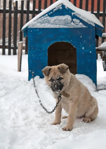 Un cane divertente — Foto Stock