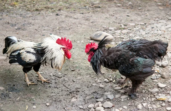Fight of cocks — Stock Photo, Image