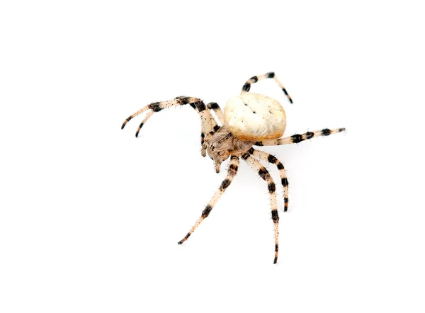 Izole bir örümcek — Stok fotoğraf