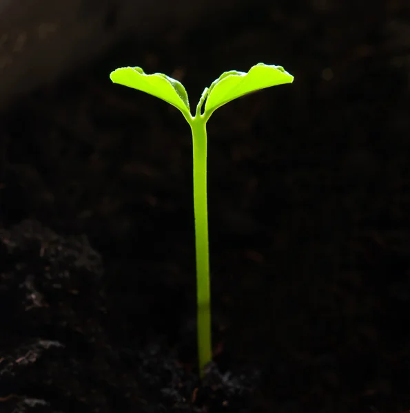 Een jonge plant — Stockfoto