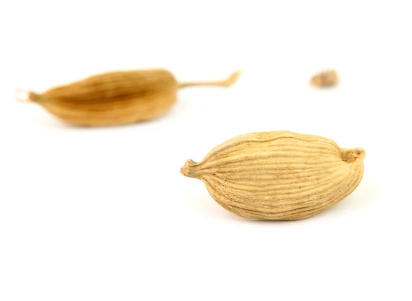 Un cardamomo isolato — Foto Stock