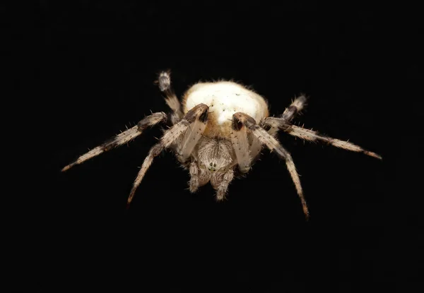 Spinne aus nächster Nähe — Stockfoto