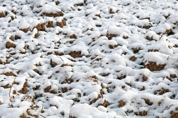 Pole sněhu — Stock fotografie