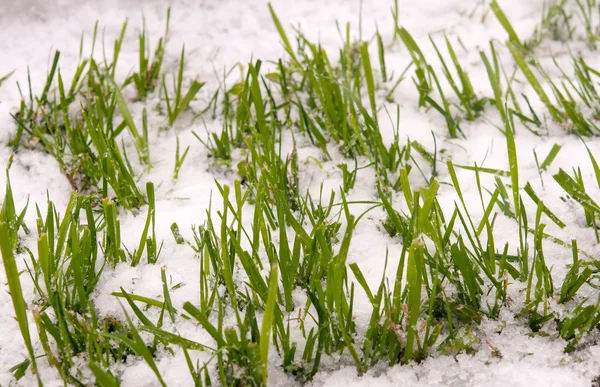 Erba nella neve — Foto Stock