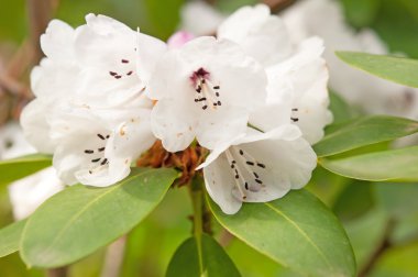Beyaz Rhododendro