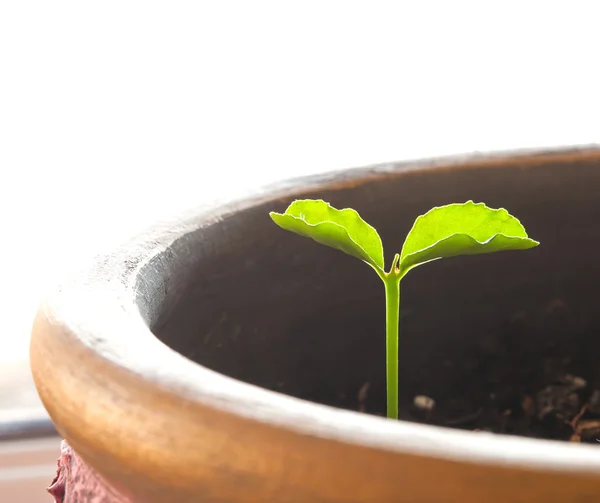 Planta em vaso — Fotografia de Stock