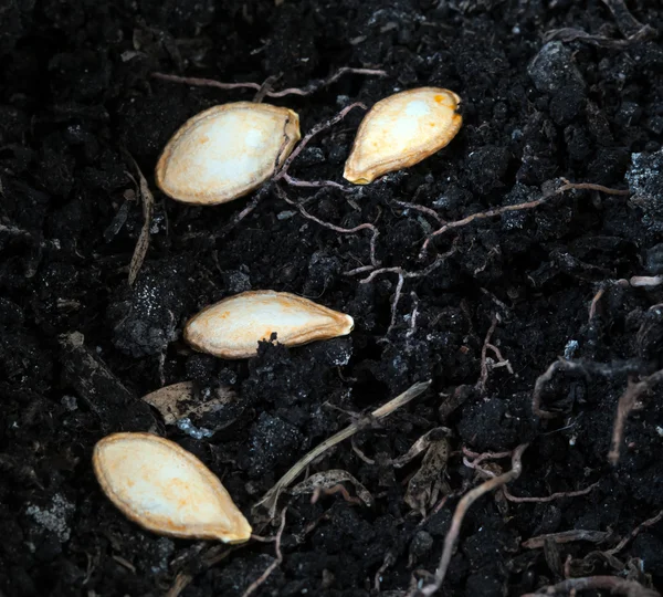 A pumpkin seeds — Stock Photo, Image