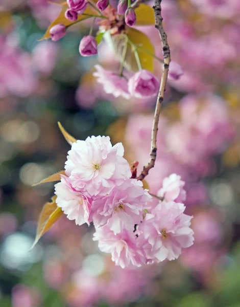 Eine Sakura-Blume — Stockfoto