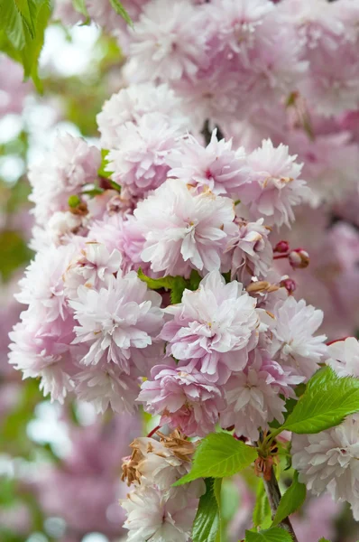 Sakura da vicino — Foto Stock