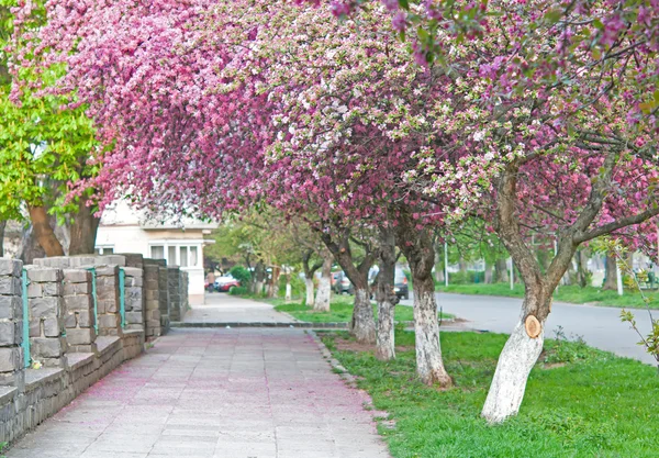 Une fleur de sakura — Photo