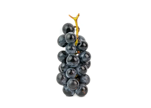 Una vite d'uva — Foto Stock
