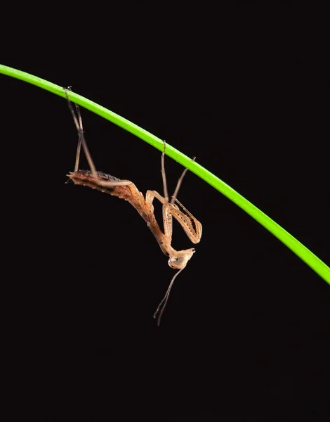 Una mantide isolata — Foto Stock