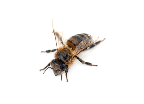 A small bee — Stock Photo, Image