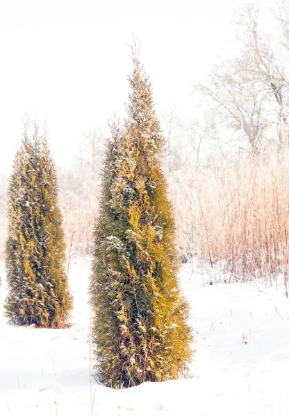 Thuja por neve — Fotografia de Stock