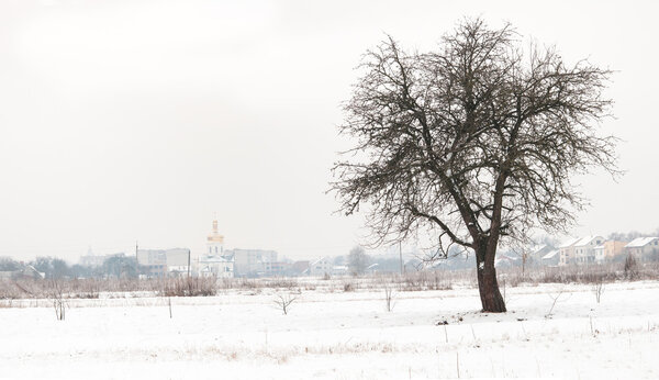 Зимнее дерево
