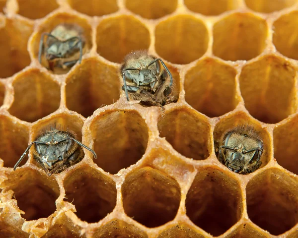 Yong bijen binnen — Stockfoto