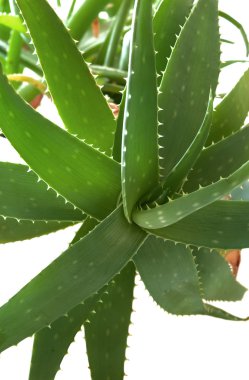 aloe vera bitkisi