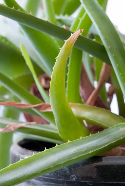 Hojas de aloe vera — Foto de Stock