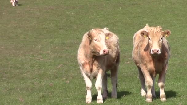 Ірисові корови в зеленому полі — стокове відео