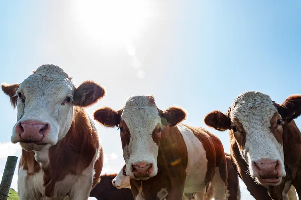 Vacas engraçadas em um campo em um dia ensolarado na Irlanda — Fotografia de Stock