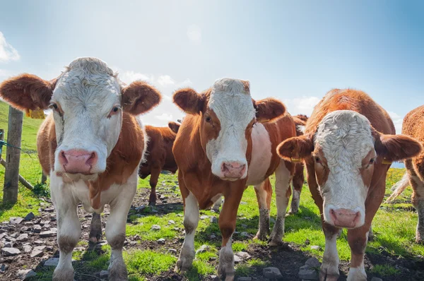 Vacas engraçadas em um campo em um dia ensolarado na Irlanda — Fotografia de Stock